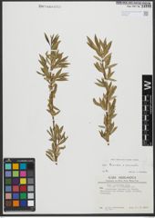 Foto von Salix triandra L. x Salix viminalis L.